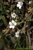 Flores del Paramo (12)